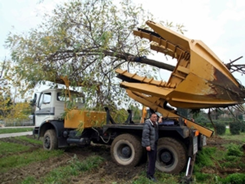 İki bin ağaç başka yere taşınıyor