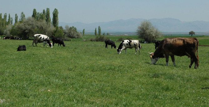 Kırmızı ette sorunlar ve çözüm önerileri