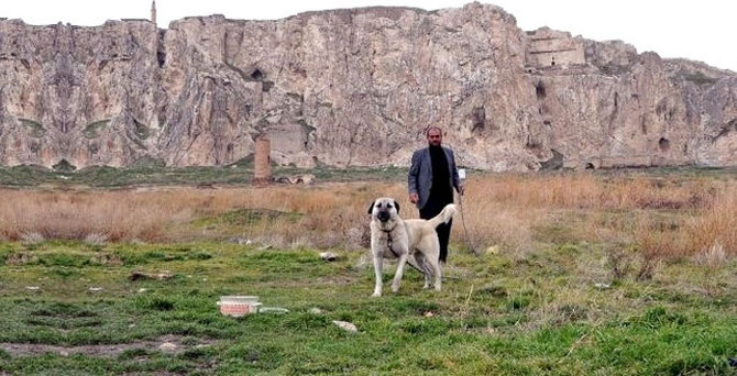 Van Kalesi'ni kangal köpeği koruyor