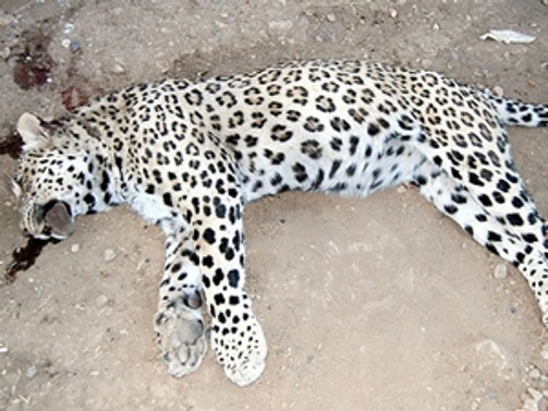 'Leopar' davasında beraat kararı