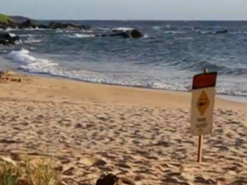 Hawaii'de köpekbalığı saldırısı: 1 ölü