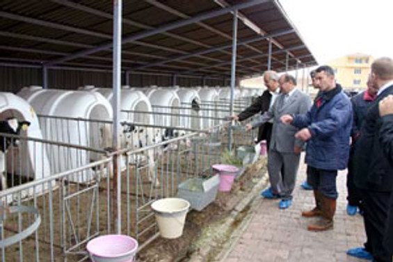 Yatırımcı, damızlık gebe düve ithal edebilecek