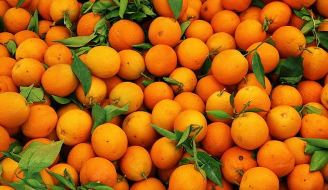 Narenciyede ilk TIR'lar yola çıktı