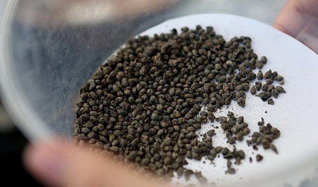 5 bin yıllık üzüm çekirdekleri bulundu