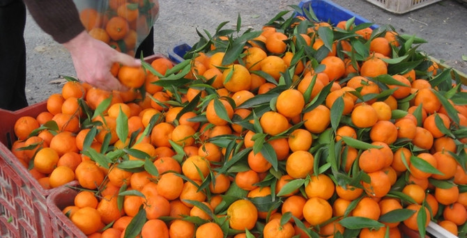 29 ton mandalina Türkiye'ye geri gönderildi