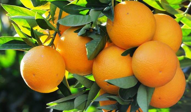 Türk narenciye ürünleri Rusya'ya ulaştı
