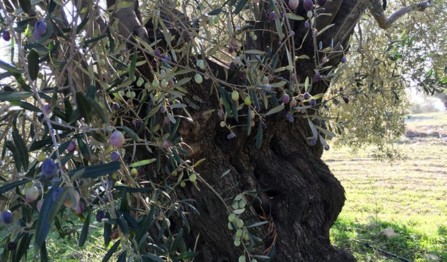 Bir sevda öyküsüdür, bir tutkudur zeytin