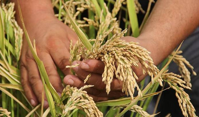TİGEM 3 bin 713 işçi almayı planlıyor