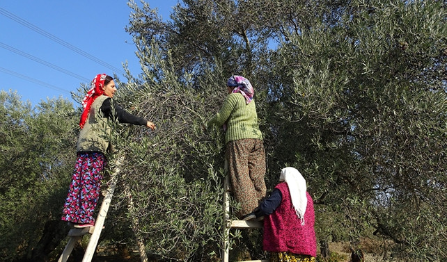Dünya Zeytin Günü'nde Zeytinşehirde