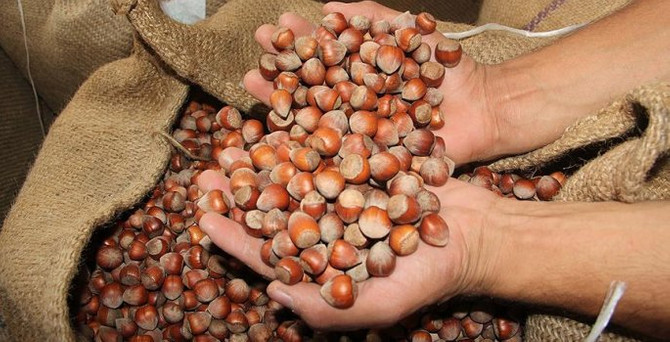 Fındıkta fiyat artışı bekleniyor