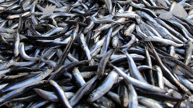 Bir gecede 500 ton hamsi avlandı