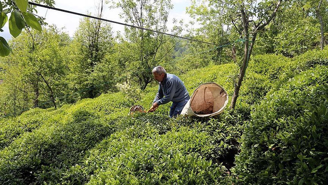Türk çayı 85 ülkeye satıldı