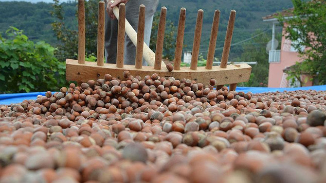 OGM, Türkiye'nin en büyük fındık üreticileri arasına girdi