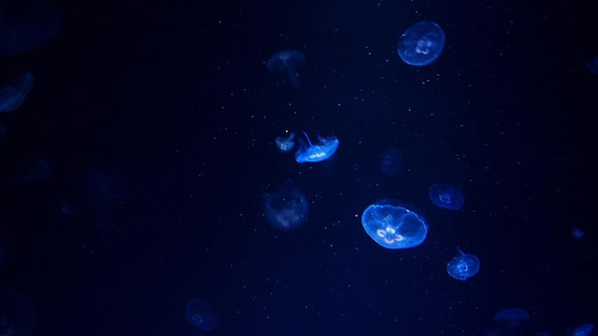 Yeni canlı türleri keşfedildi