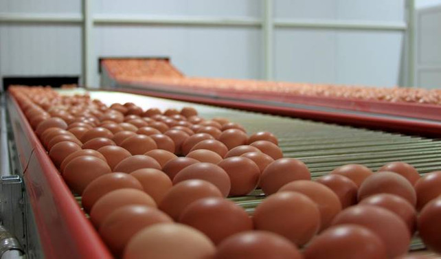 Yumurta üreticilerinden KDV indirimi talebi