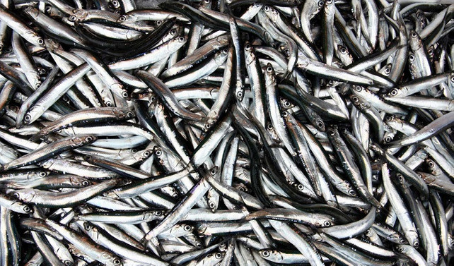 Karadeniz'de hamsi hüsranı