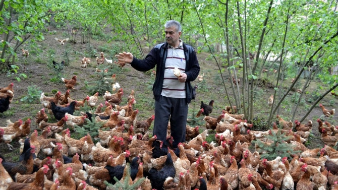 Fındık üreticilerinde organik yumurta sevinci