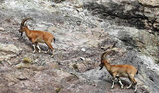 Muğla'da kaçak dağ keçisi avına 48 bin lira ceza