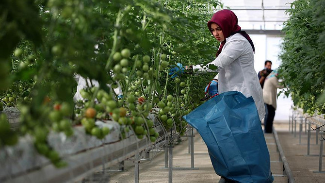 Antalya çiftçisinin kulağı Rusya'da