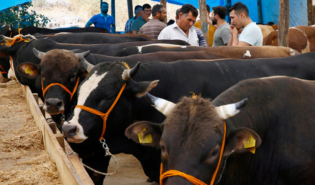 Besiciler Kurban Bayramı'ndan umutlu