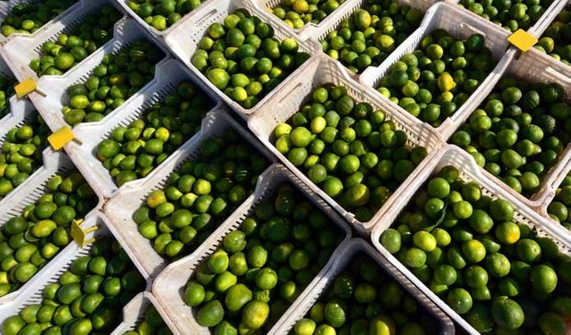 Hatay'da ilk mandalina hasadı yapıldı