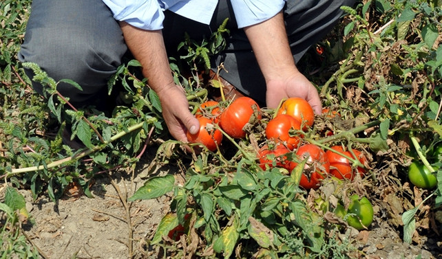 Fazla üretim domatese 'taban' yaptırdı
