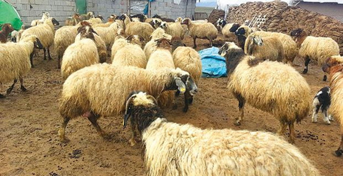 Yaklaşık 200 küçükbaş telef oldu