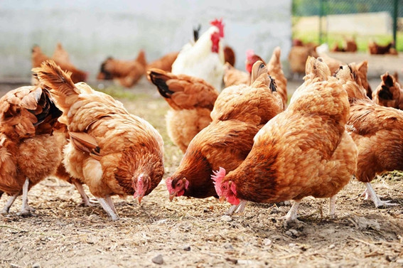 Yumurta ve kanatlı etinde ihracat geriledi