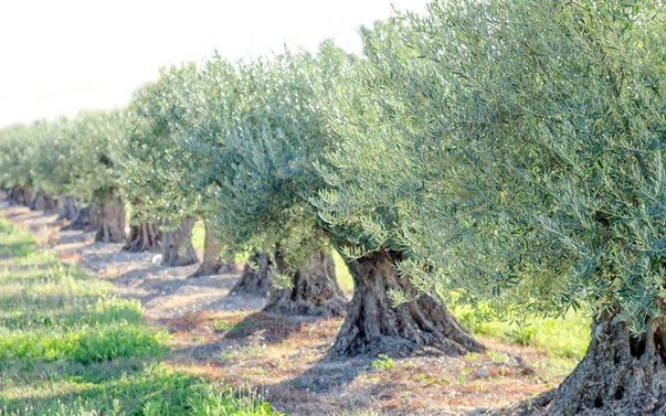 Harran'a 1 milyon zeytin fidanı