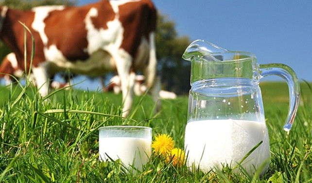 Süt üreticisinin kilogram başına 34 kuruş kaybı var