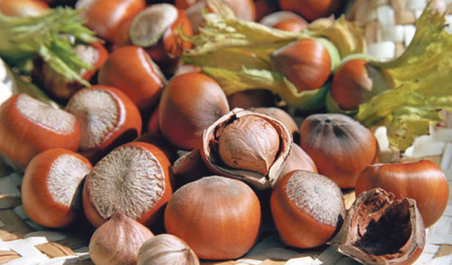 Fındık fiyatı yeni yıla artışla başladı