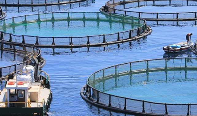 Kültür balıkçılığı Ordu'ya 40 milyon lira kazandırdı