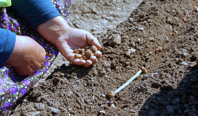 İzinsiz salep toplamaya 40 bin lira ceza