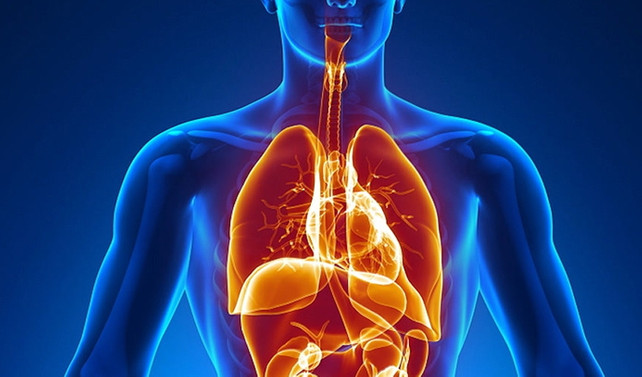 İnsan vücudunda yeni bir organ keşfedildi