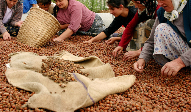 Türkiye geçen yıl 227 bin ton fındık sattı