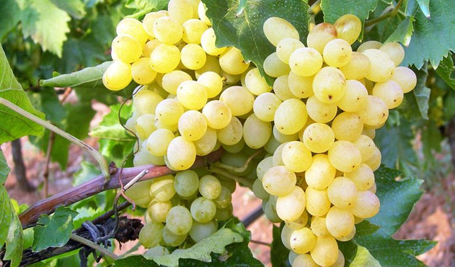 Kapadokya’da üzüm rekoltesi yarı yarıya azaldı