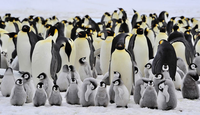 Küresel ısınma binlerce penguenin ölümüne sebep oldu