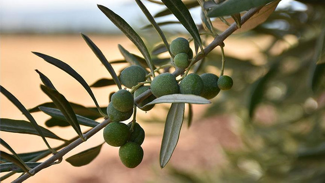Zeytin alım fiyatı önceki yılın üzerinde olacak