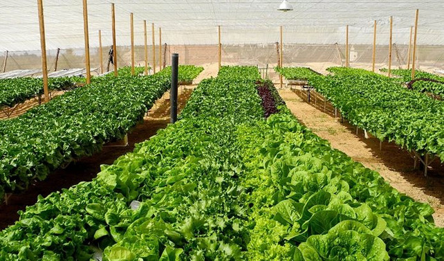 Körfez ülkeleri, Mısır'dan tarım ürünü ithalatına izin verdi