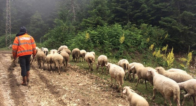 Orman köylülerine 14,5 milyar lira ilave gelir