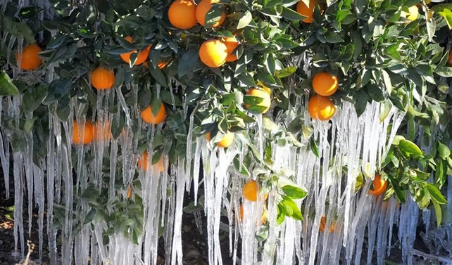 Meteorolojiden zirai don uyarısı