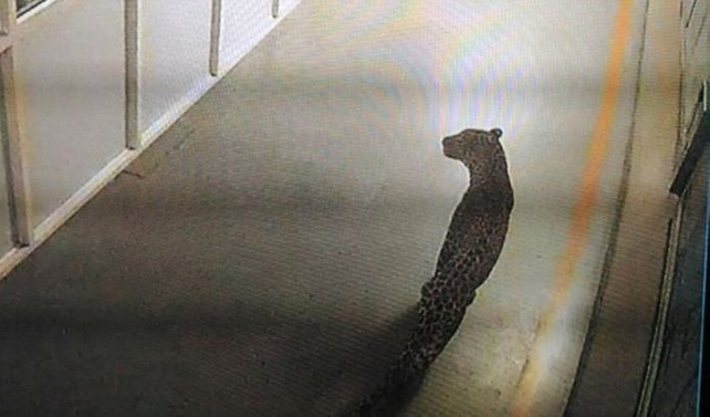 Hindistan'da araba fabrikasına leopar girdi