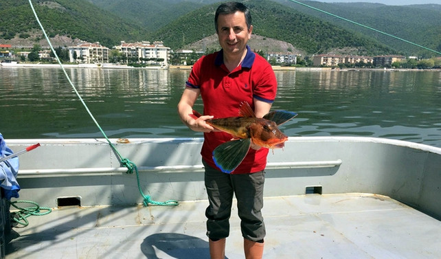 Körfeze 6 bin balık bırakılacak