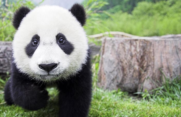 HSBC, panda tahvil ihracı için lisans aldı