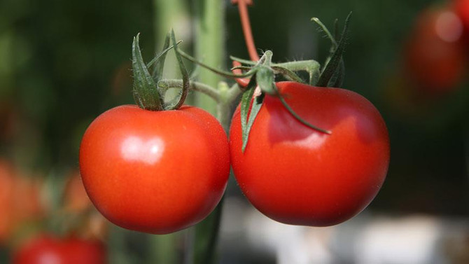 İstanbullu kasımda domatesi yüzde 36 zamlı aldı