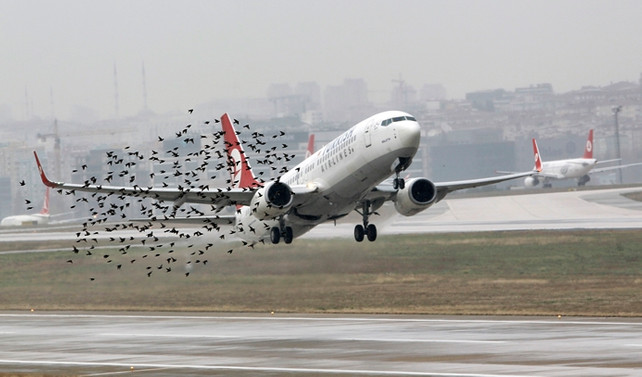 SHGM'dan 'kuş' genelgesi