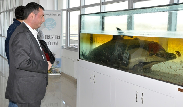 Balık ölümlerine otopsili araştırma