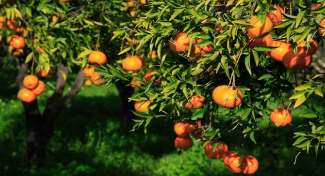 Bodrum mandalinası kozmetik sanayine girecek