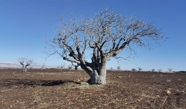 'Fıstığımız Bol Olsun'