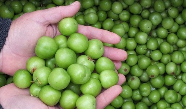 Kilosu 300 liradan alıcı buldu